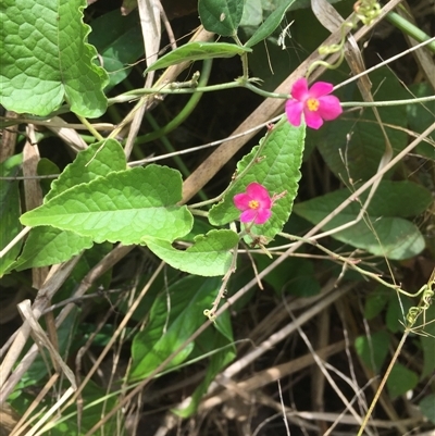 Antigonon leptopus