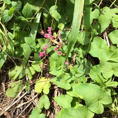 Antigonon leptopus