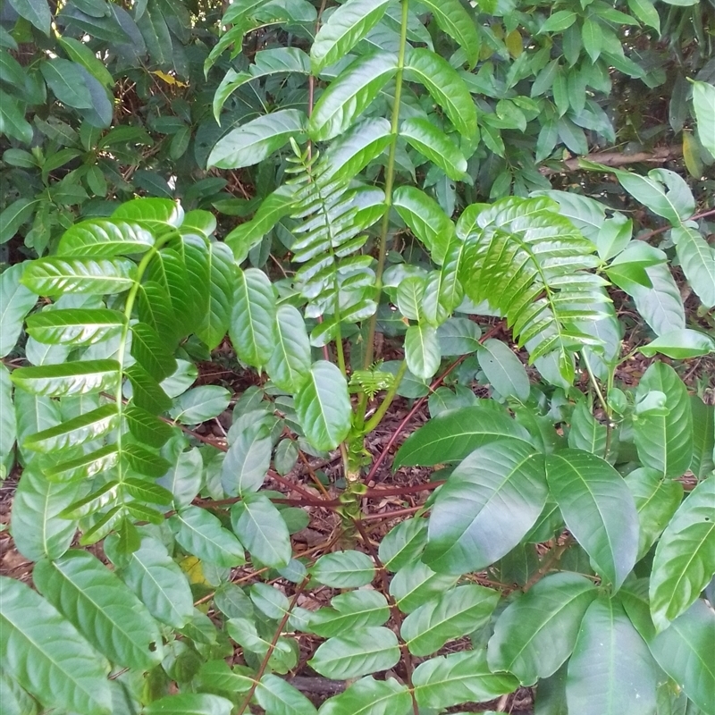 Polyscias nodosa