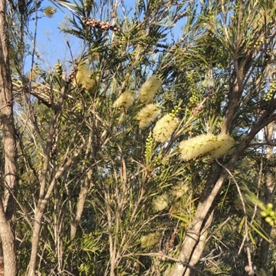 Callistemon sieberi