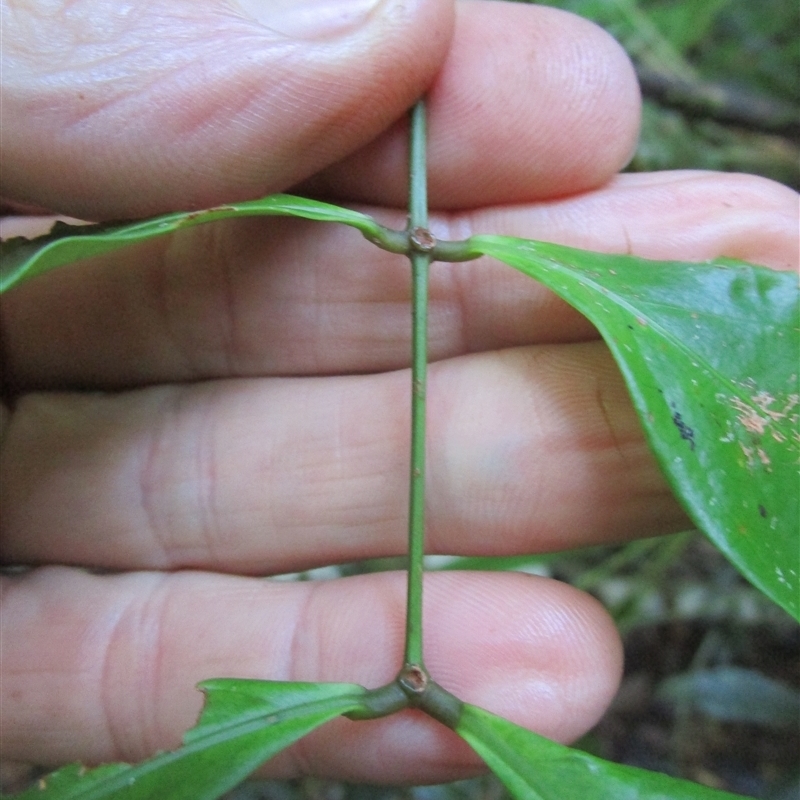 Compound leaf