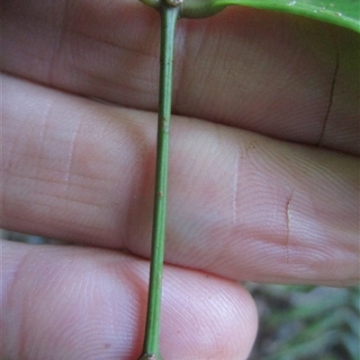 Compound leaf