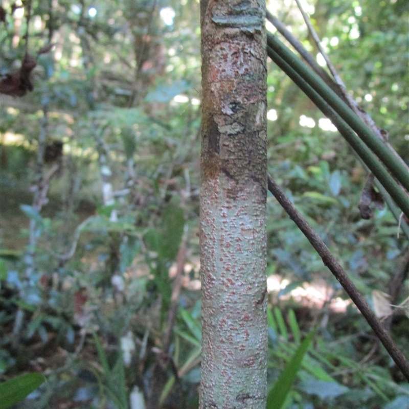 Trunk, with lenticels