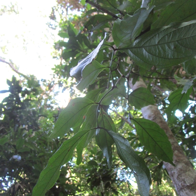 Archidendron kanisii
