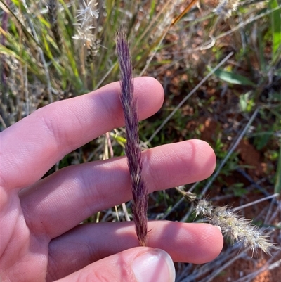 Triraphis mollis