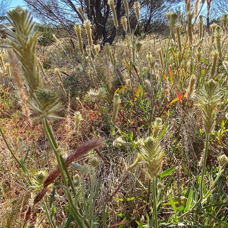 Ptilotus polystachyus