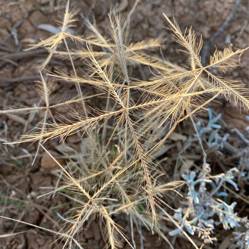 Chloris pectinata