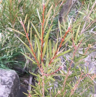 Callistemon sp.