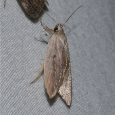 Eochrois acutella