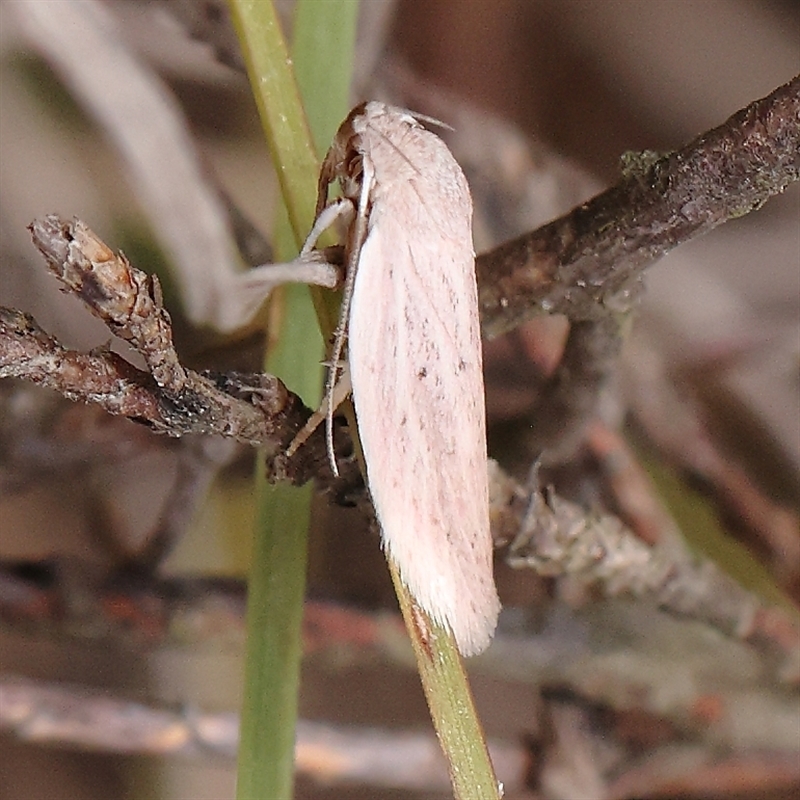 Eochrois acutella