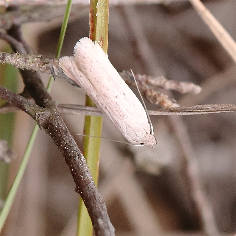 Eochrois acutella