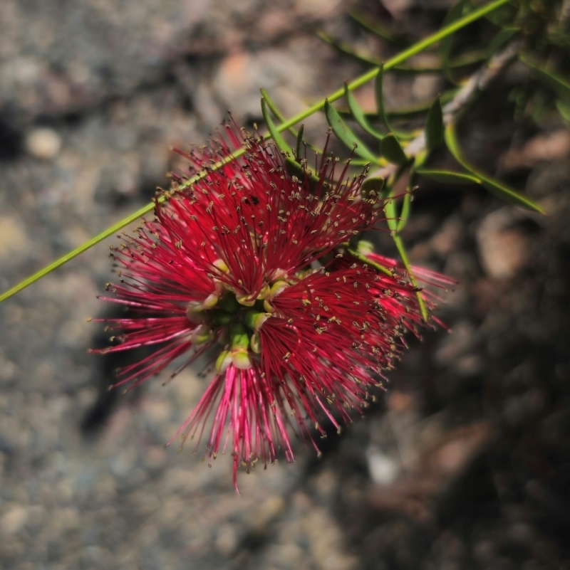 Callistemon subulatus