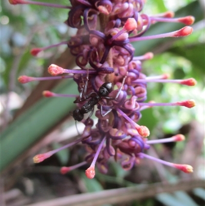 Hicksbeachia pilosa