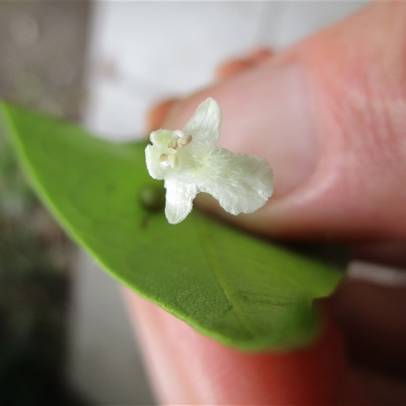 Vitex helogiton