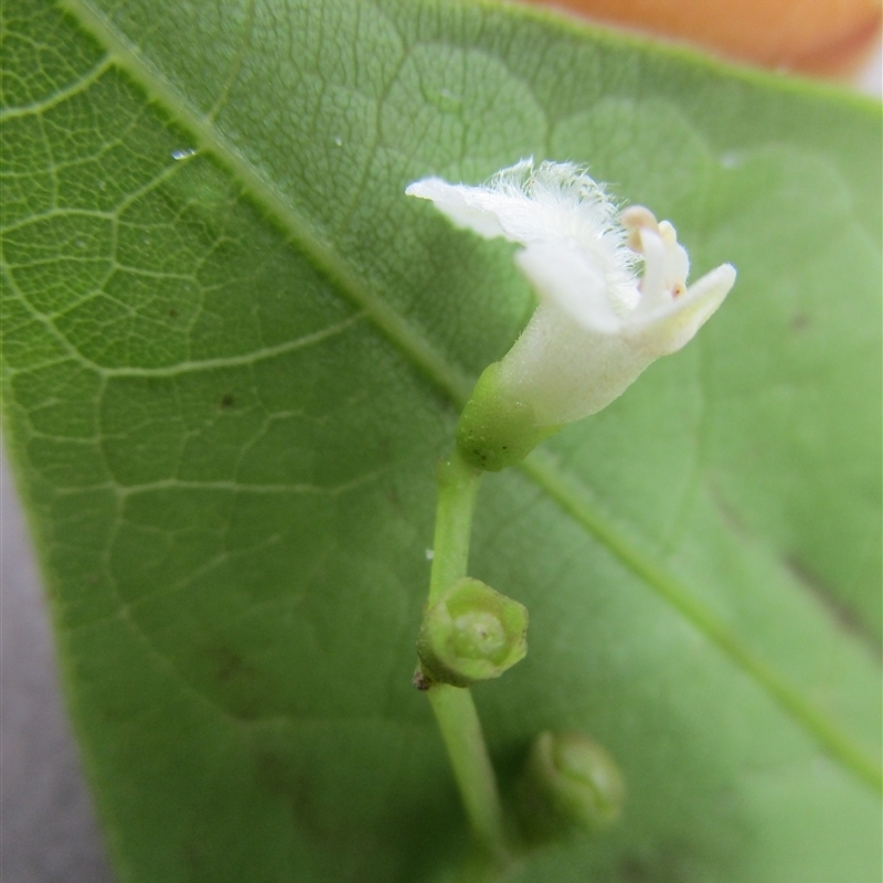 Vitex helogiton