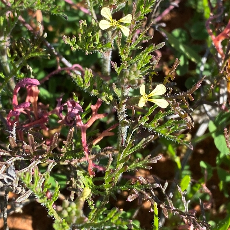 Carrichtera annua