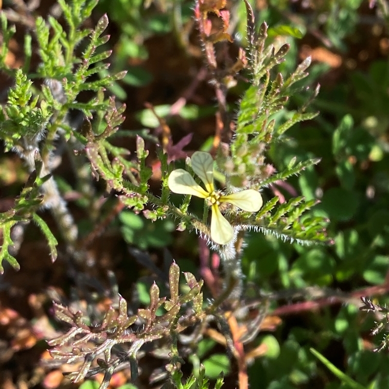 Carrichtera annua