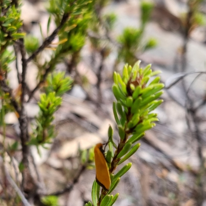 Eochrois caminias