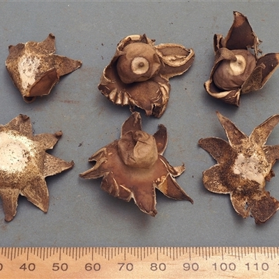 Geastrum lageniforme s.l.