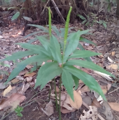 Helminthostachys zeylanica