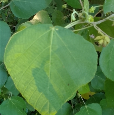 Macaranga involucrata var. mallotoides