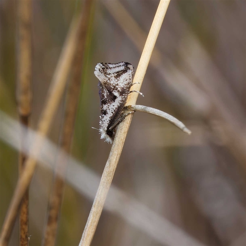 Dascia sagittifera