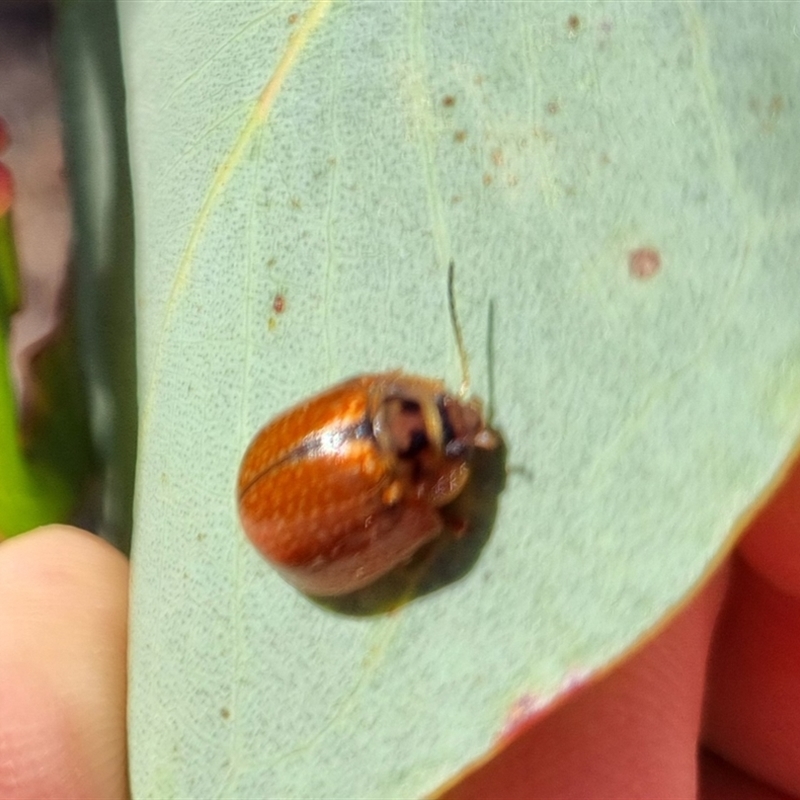 Paropsisterna bimaculata