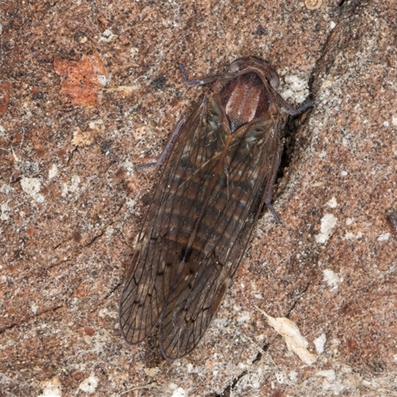 Chidaea sp. (genus)