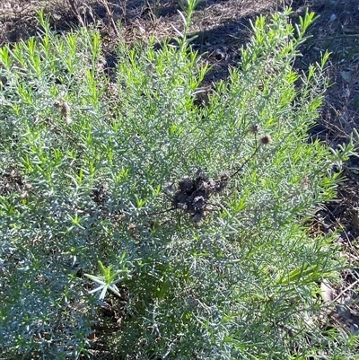 Chrysocephalum semipapposum subsp. brevifolium