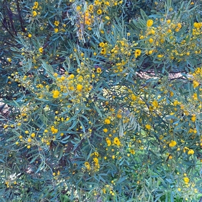 Senna artemisioides subsp. x coriacea