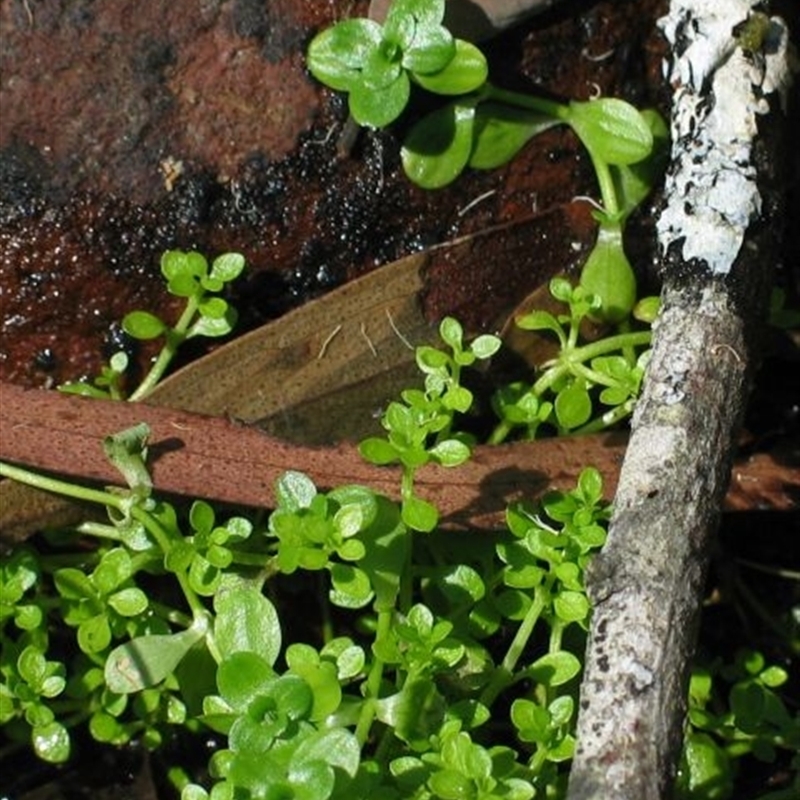 Callitriche muelleri