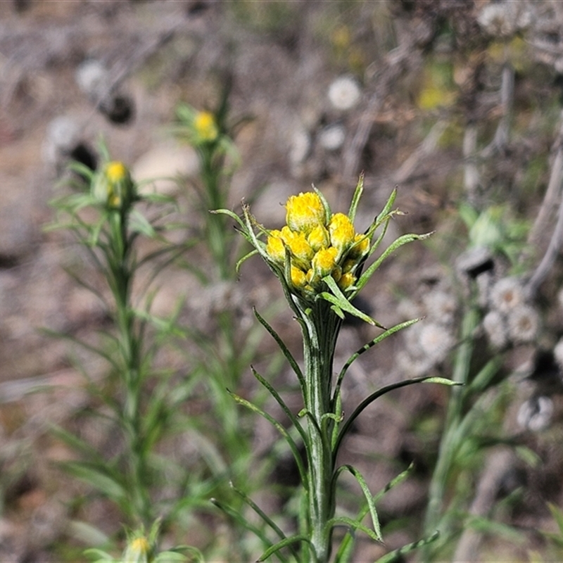 Chrysocephalum semipapposum subsp. semipapposum