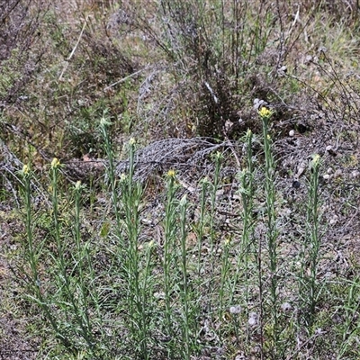 Chrysocephalum semipapposum subsp. semipapposum