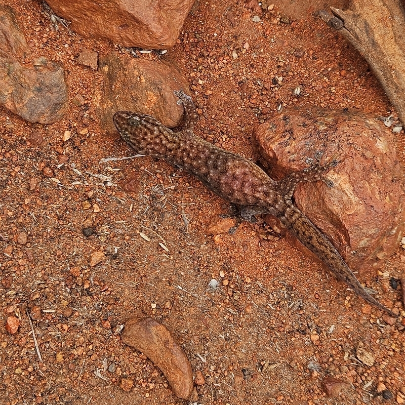 Gehyra purpurascens