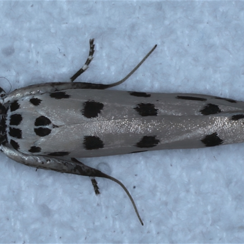 Ethmia sphaerosticha