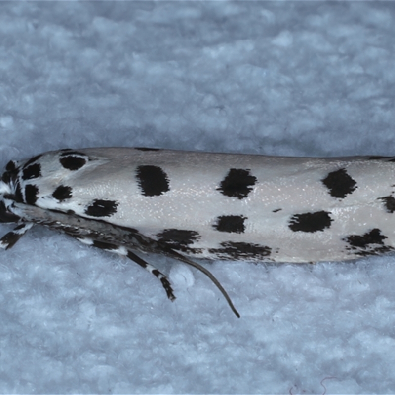 Ethmia sphaerosticha