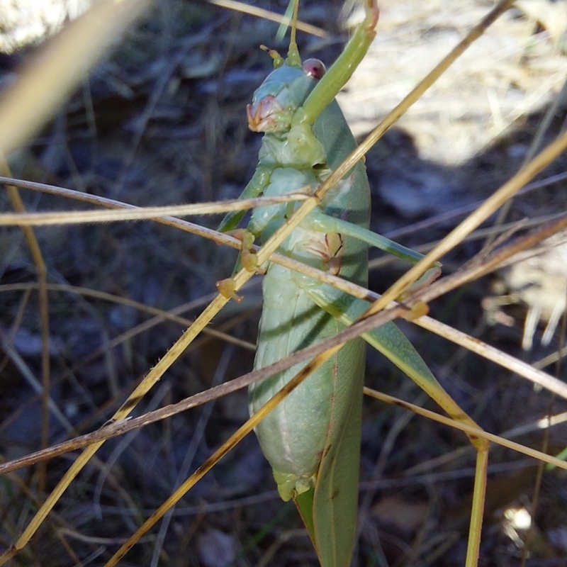 Torbia sp.