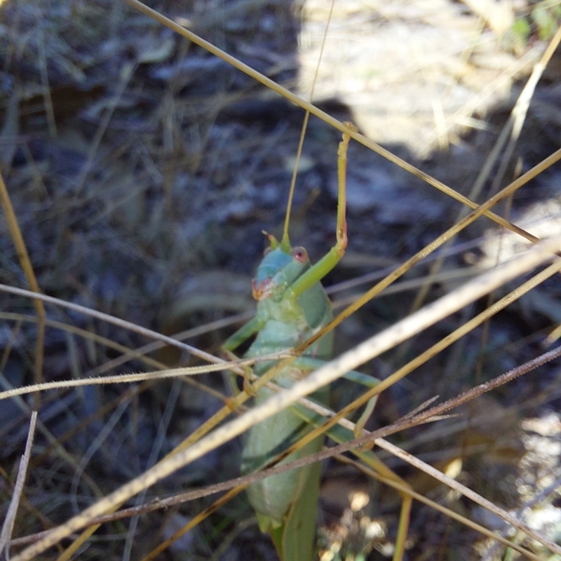 Torbia sp.