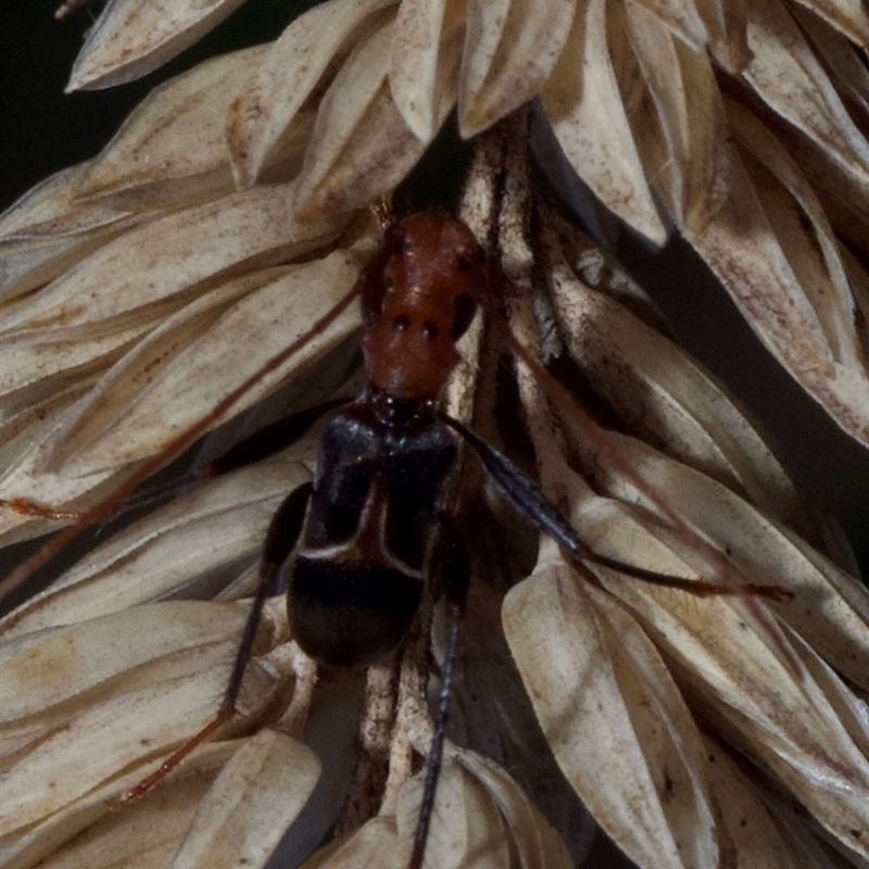 Zoedia triangularis