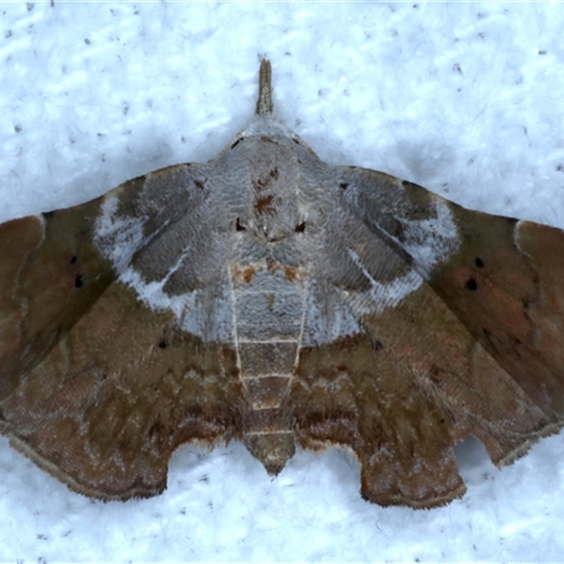 Esthlodora versicolor