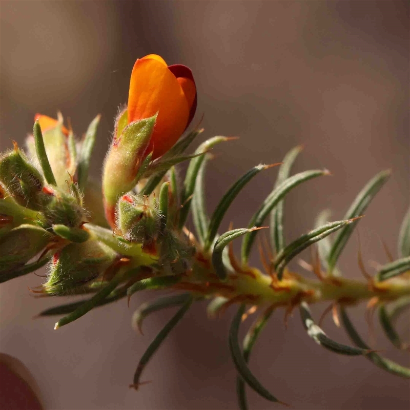 Pultenaea praetermissa