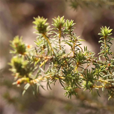 Pultenaea praetermissa