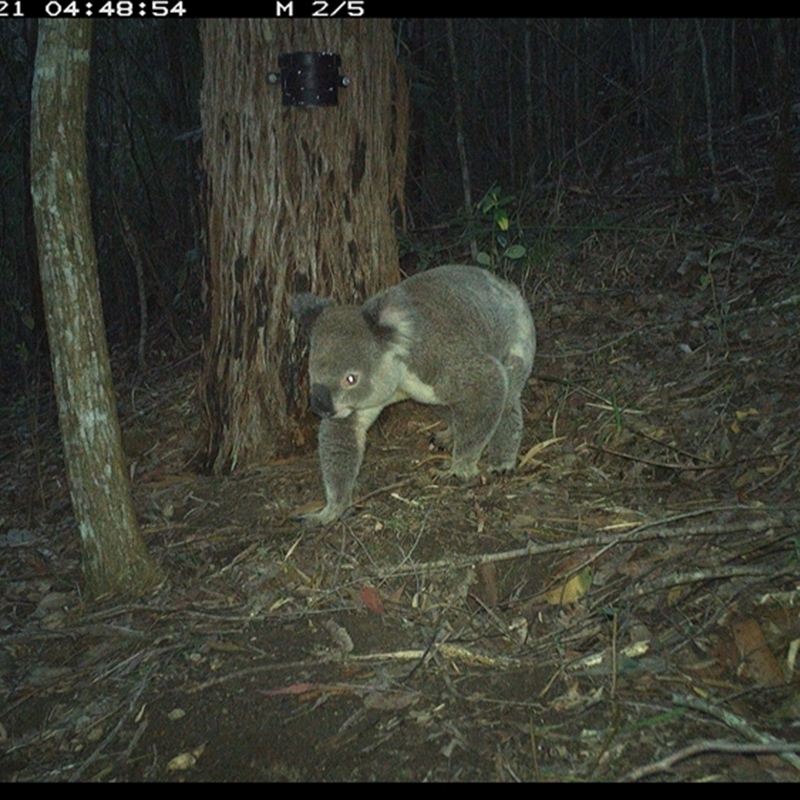 Koala