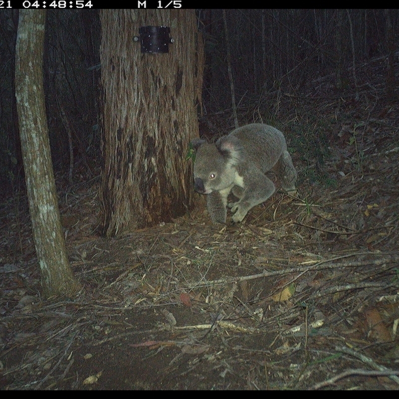 Koala