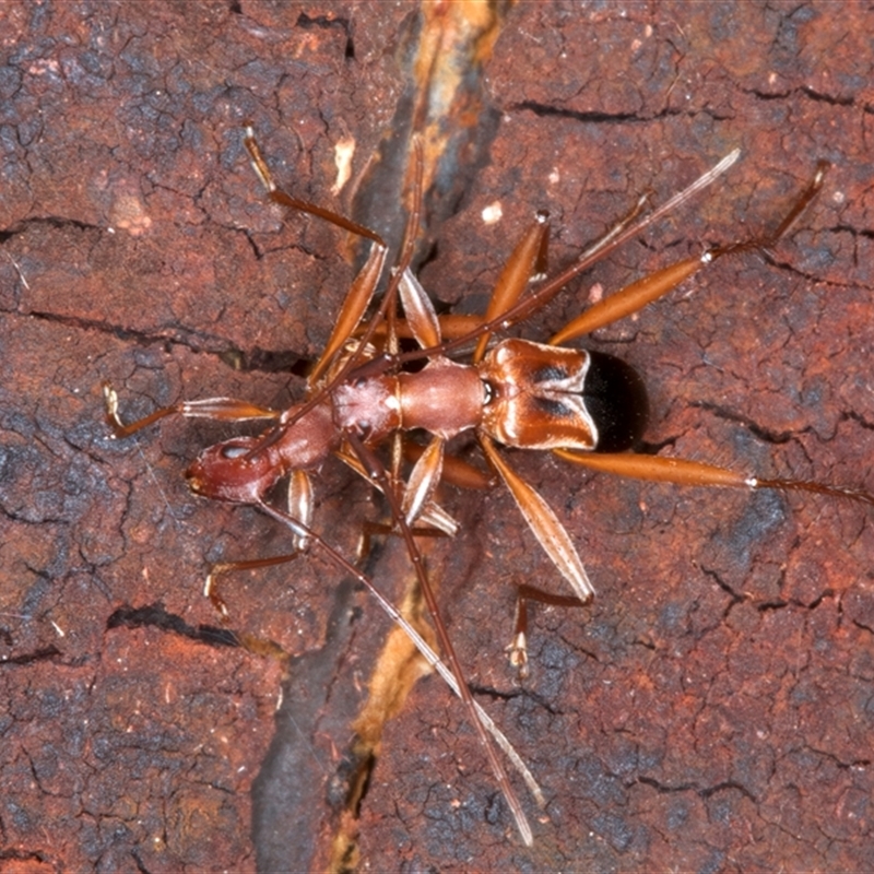 Zoedia sp. (genus)