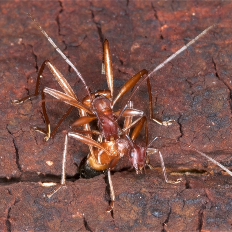 Zoedia sp. (genus)