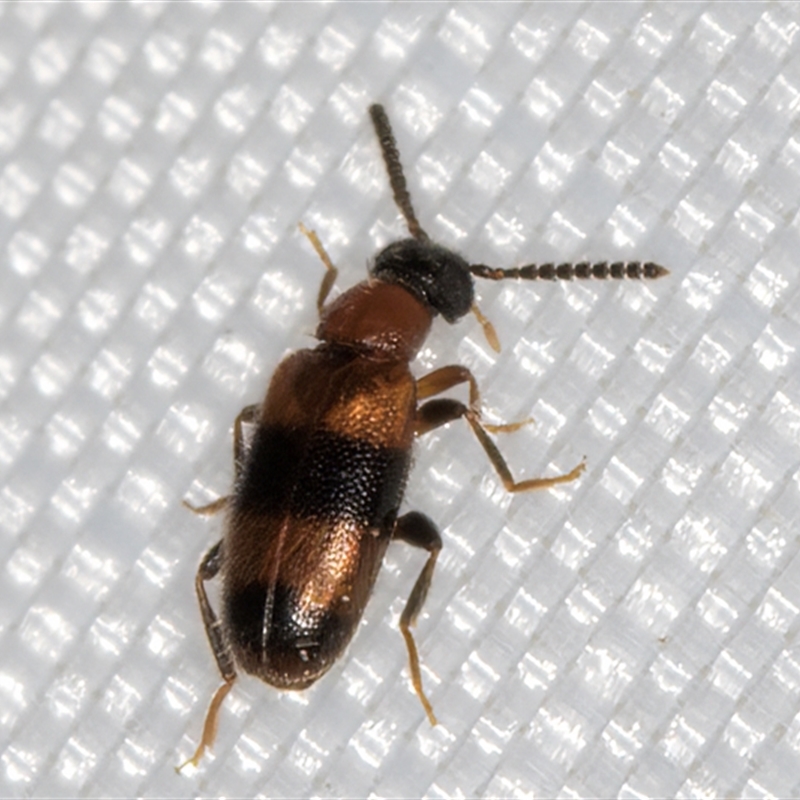 Syzeton sp. (genus)