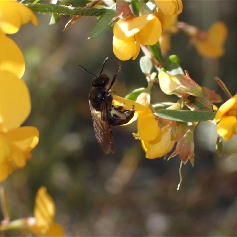 Lasioglossum sp. (genus)