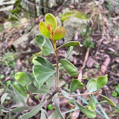 Persoonia sericea