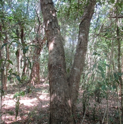 Trunk, bark with large flakes –characteristic of trees of this species .